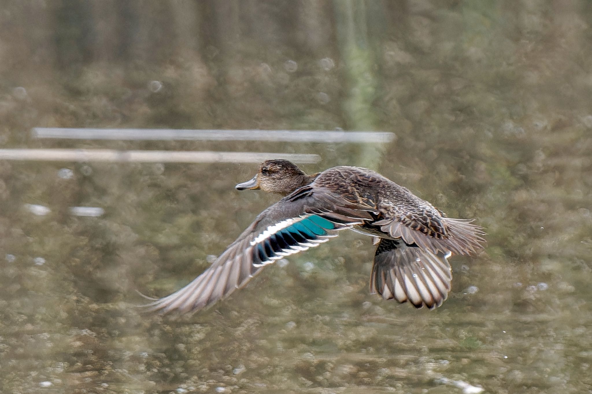 Eurasian Teal