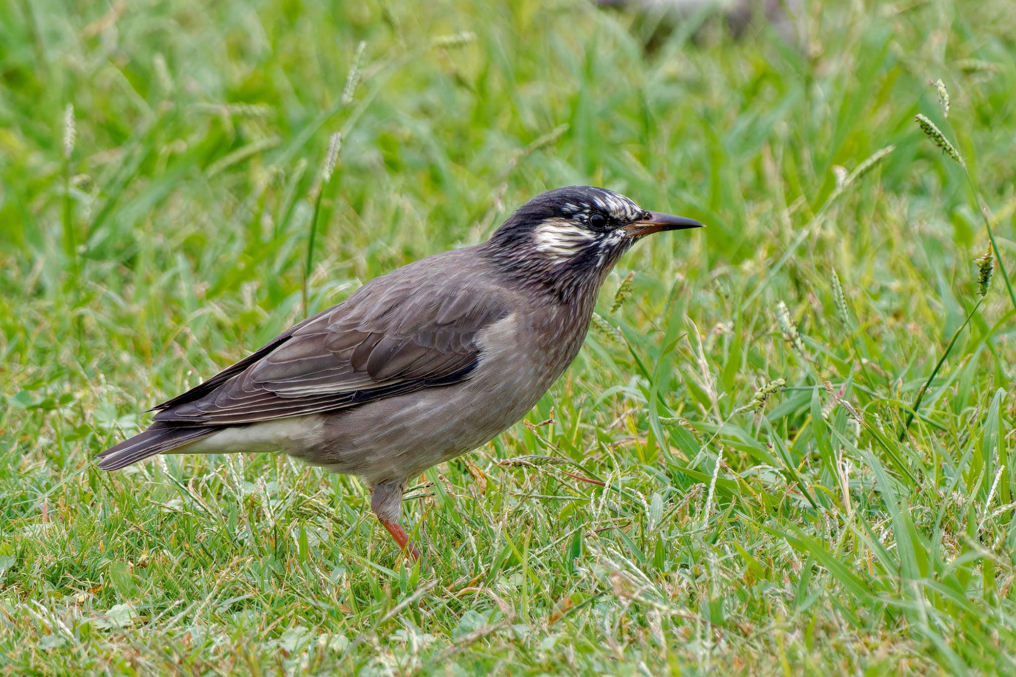 White-cheeked Starling