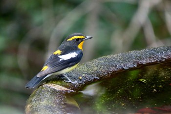 Wed, 10/11/2023 Birding report at 権現山(弘法山公園)