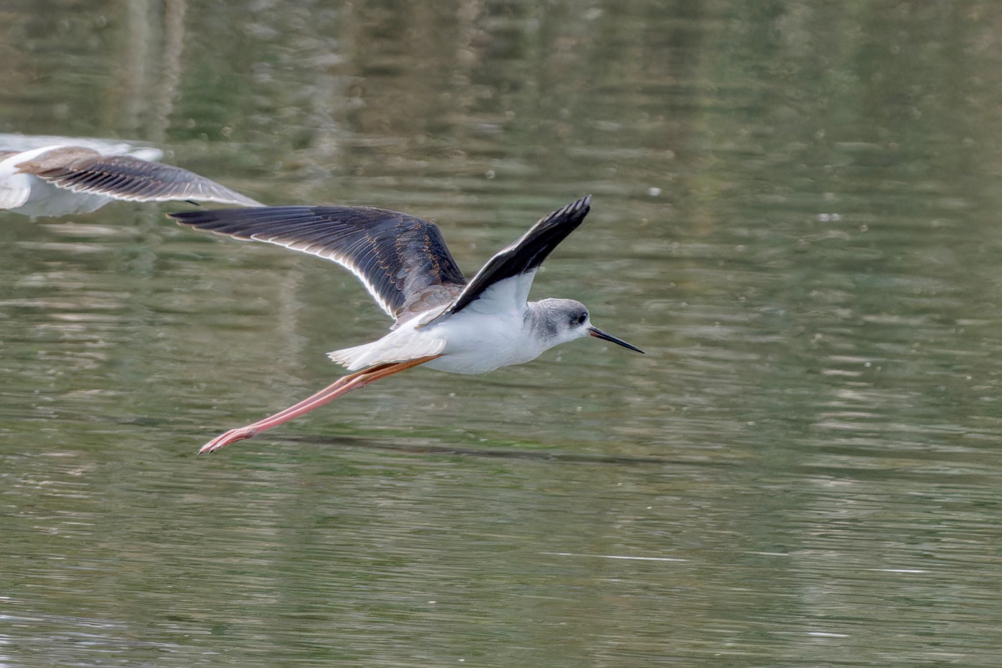 Black-winged Stilt