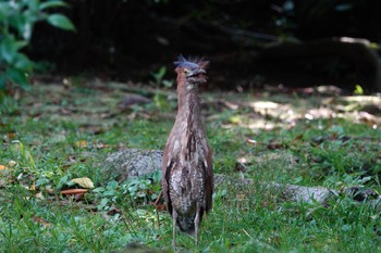 Malayan Night Heron 陽明山前山公園 Thu, 5/18/2023