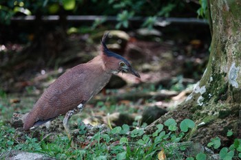 Malayan Night Heron 陽明山前山公園 Thu, 5/18/2023