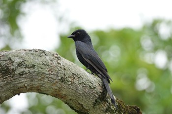 Black Drongo 大湖公園(台湾) Thu, 5/18/2023