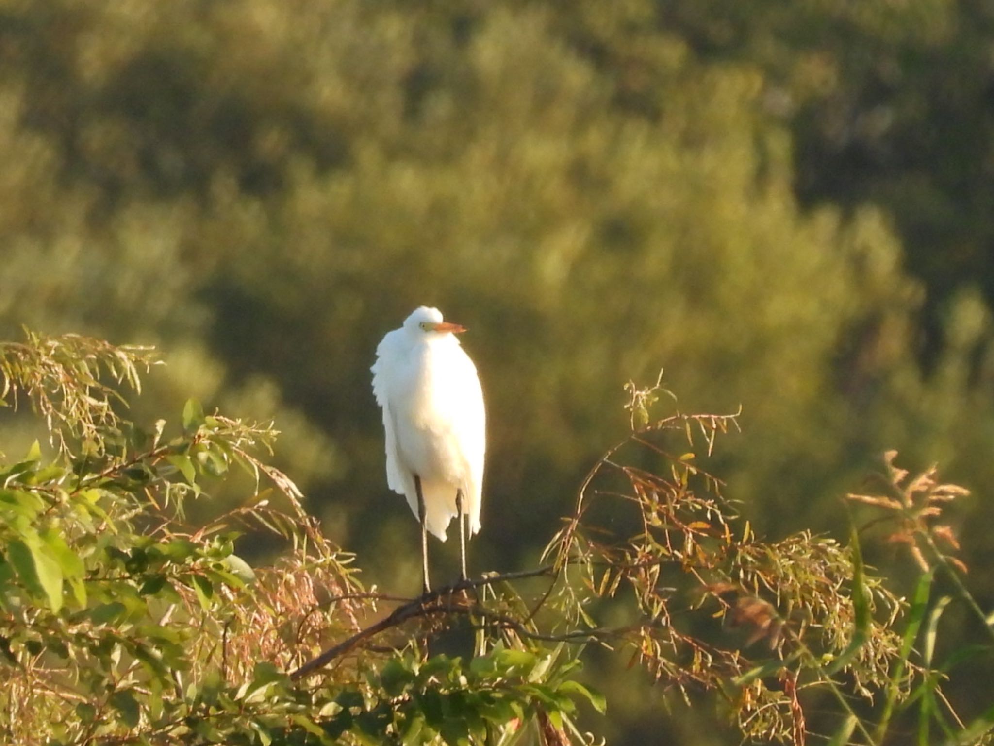 Great Egret