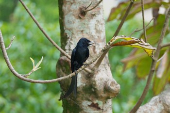 Black Drongo 大湖公園(台湾) Thu, 5/18/2023