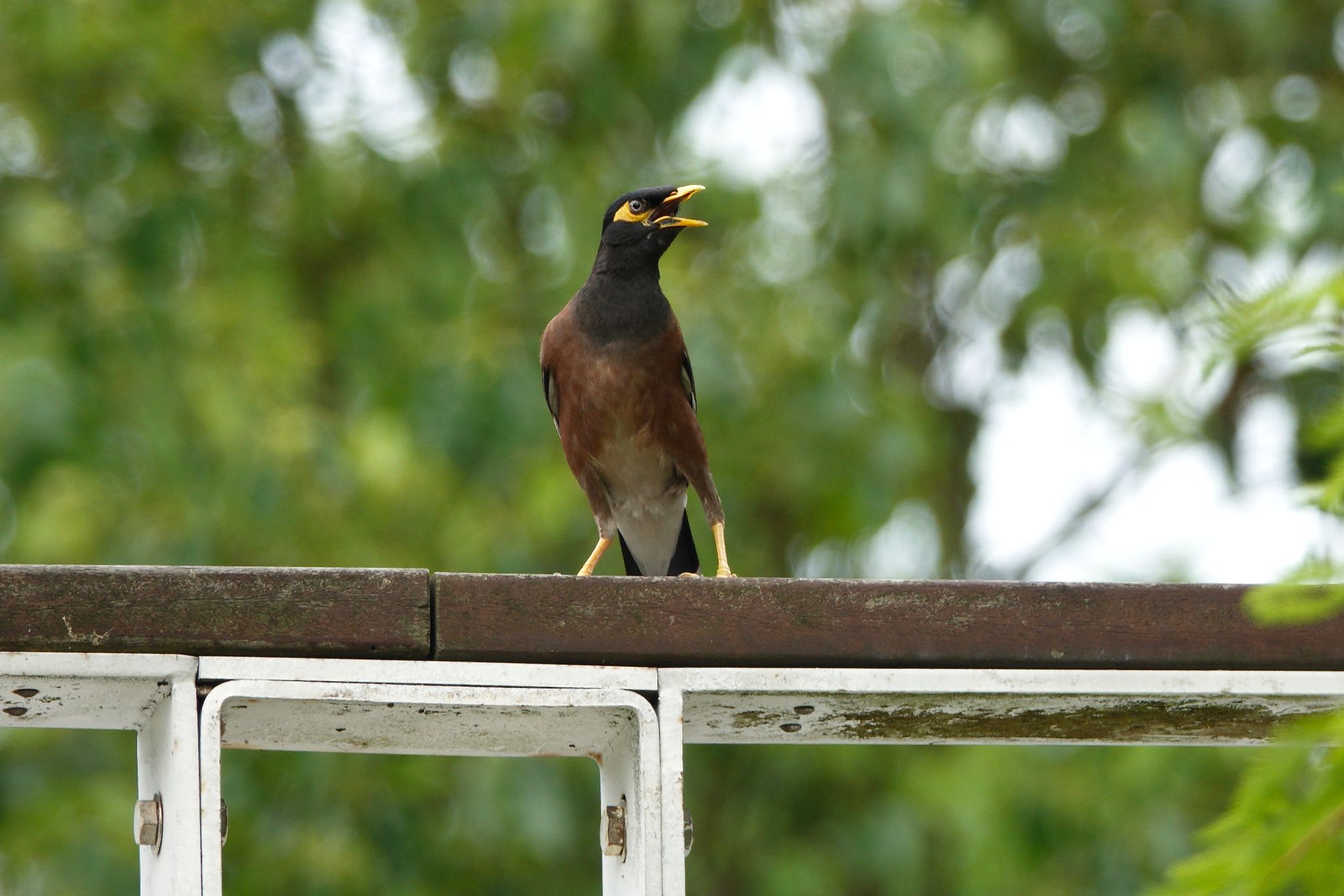 Photo of Common Myna at 大湖公園(台湾) by のどか