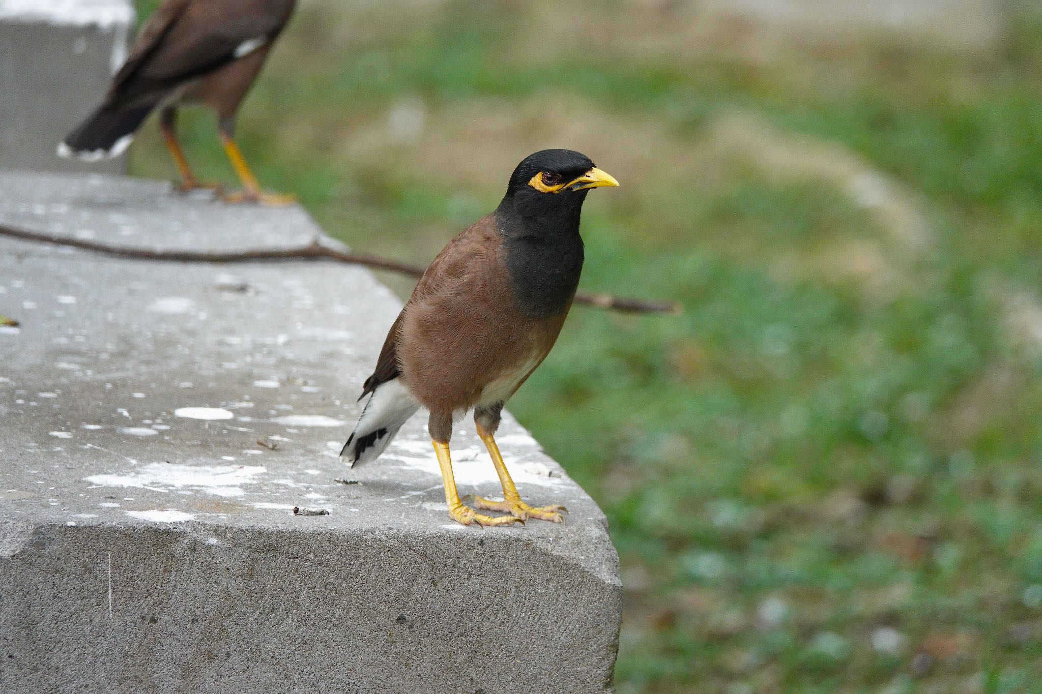 Photo of Common Myna at 大湖公園(台湾) by のどか