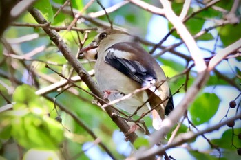 2023年10月13日(金) 浅羽ビオトープの野鳥観察記録