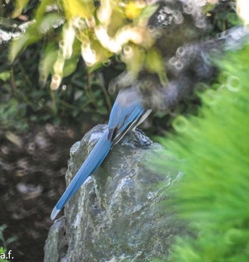 Azure-winged Magpie 町田市 Sat, 10/14/2023