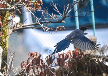 Azure-winged Magpie 町田市 Sat, 10/14/2023