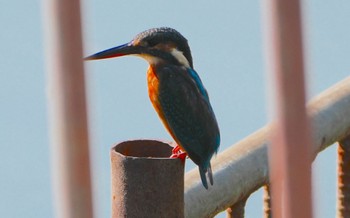 2023年10月16日(月) 城北公園の野鳥観察記録