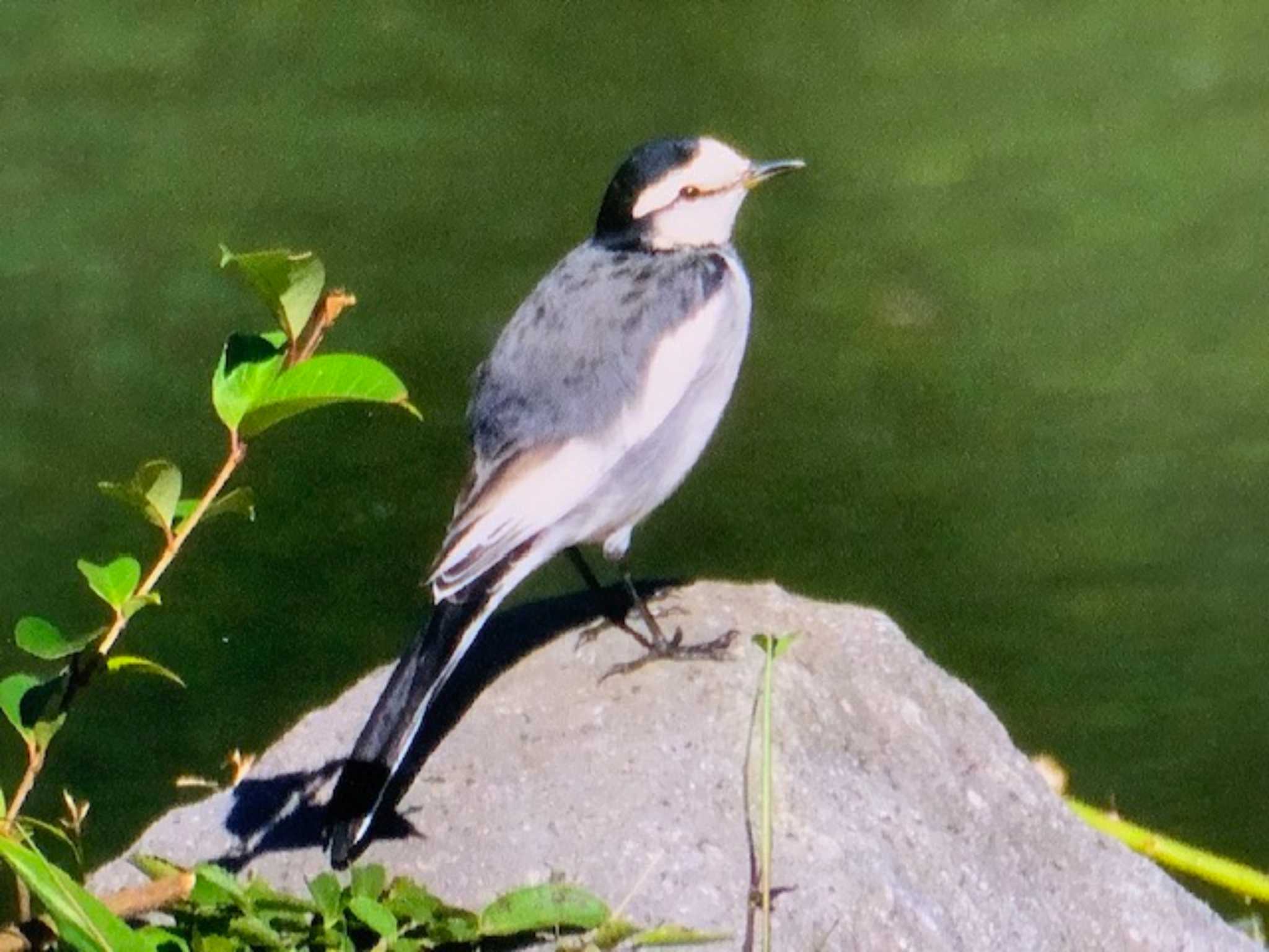 Photo of White Wagtail at Yoyogi Park by ゆるゆるとりみんgoo