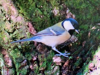 2023年10月16日(月) 代々木公園の野鳥観察記録