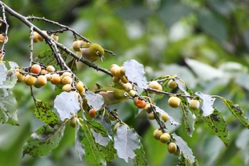 メジロ 神代植物公園 2023年10月14日(土)