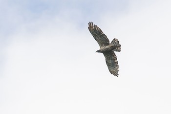 Crested Honey Buzzard Unknown Spots Sat, 9/22/2018