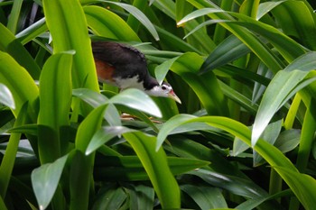 White-breasted Waterhen 大湖公園(台湾) Thu, 5/18/2023