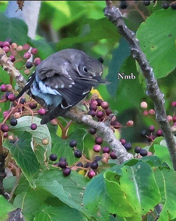 Grey-streaked Flycatcher Unknown Spots Unknown Date