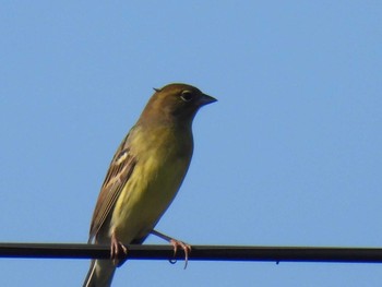 Yellow Bunting 阿尾湿地(和歌山) Mon, 10/16/2023