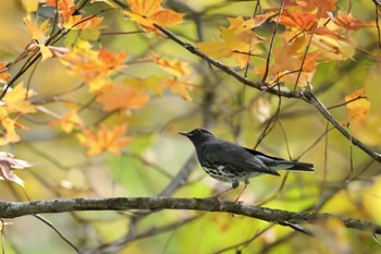 クロツグミ 伊香保森林公園 2023年10月14日(土)