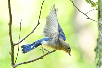 2023年10月16日(月) 秋ヶ瀬公園の野鳥観察記録