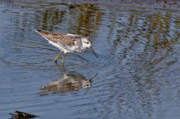 Marsh Sandpiper Inashiki Sat, 10/7/2023