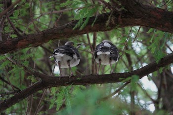 Black-collared Starling 大湖公園(台湾) Thu, 5/18/2023