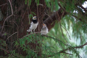 Black-collared Starling 大湖公園(台湾) Thu, 5/18/2023