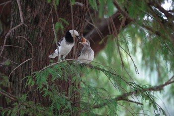 Black-collared Starling 大湖公園(台湾) Thu, 5/18/2023