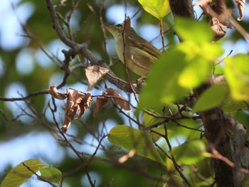 Kamchatka Leaf Warbler 岡山旭川 Mon, 10/16/2023