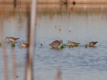 2023年10月16日(月) 稲敷市の野鳥観察記録