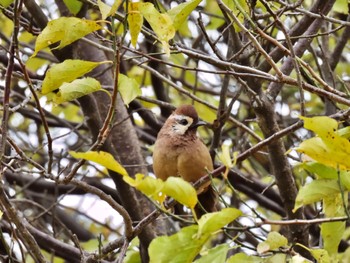 White-browed Laughingthrush 波志江沼 Sun, 10/8/2023