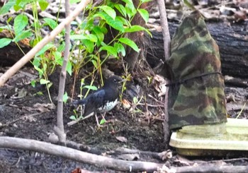 Japanese Thrush 大阪府豊中市 服部緑地 Mon, 10/16/2023