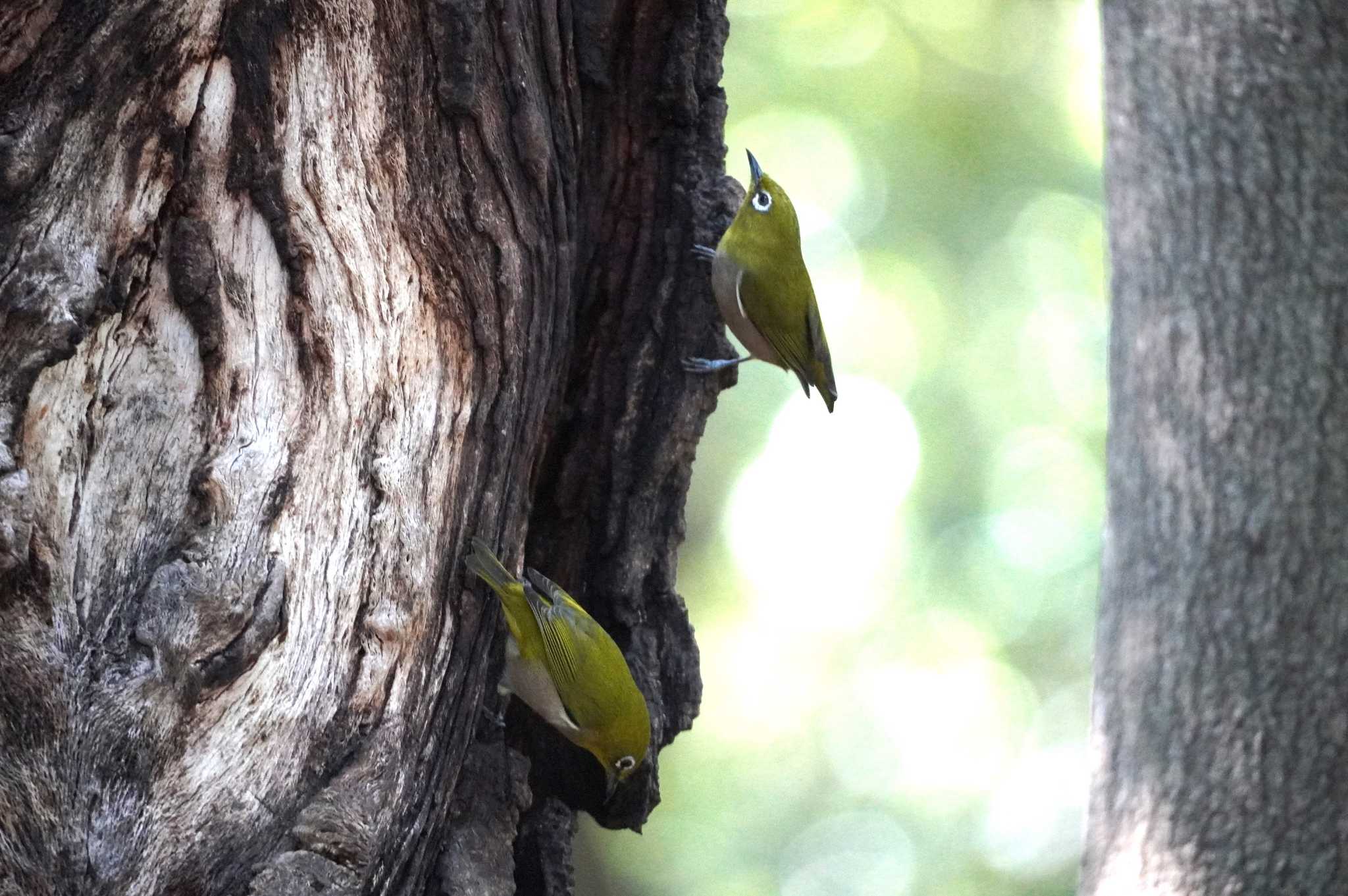 Photo of Warbling White-eye at 服部緑地公園 by BARD9800