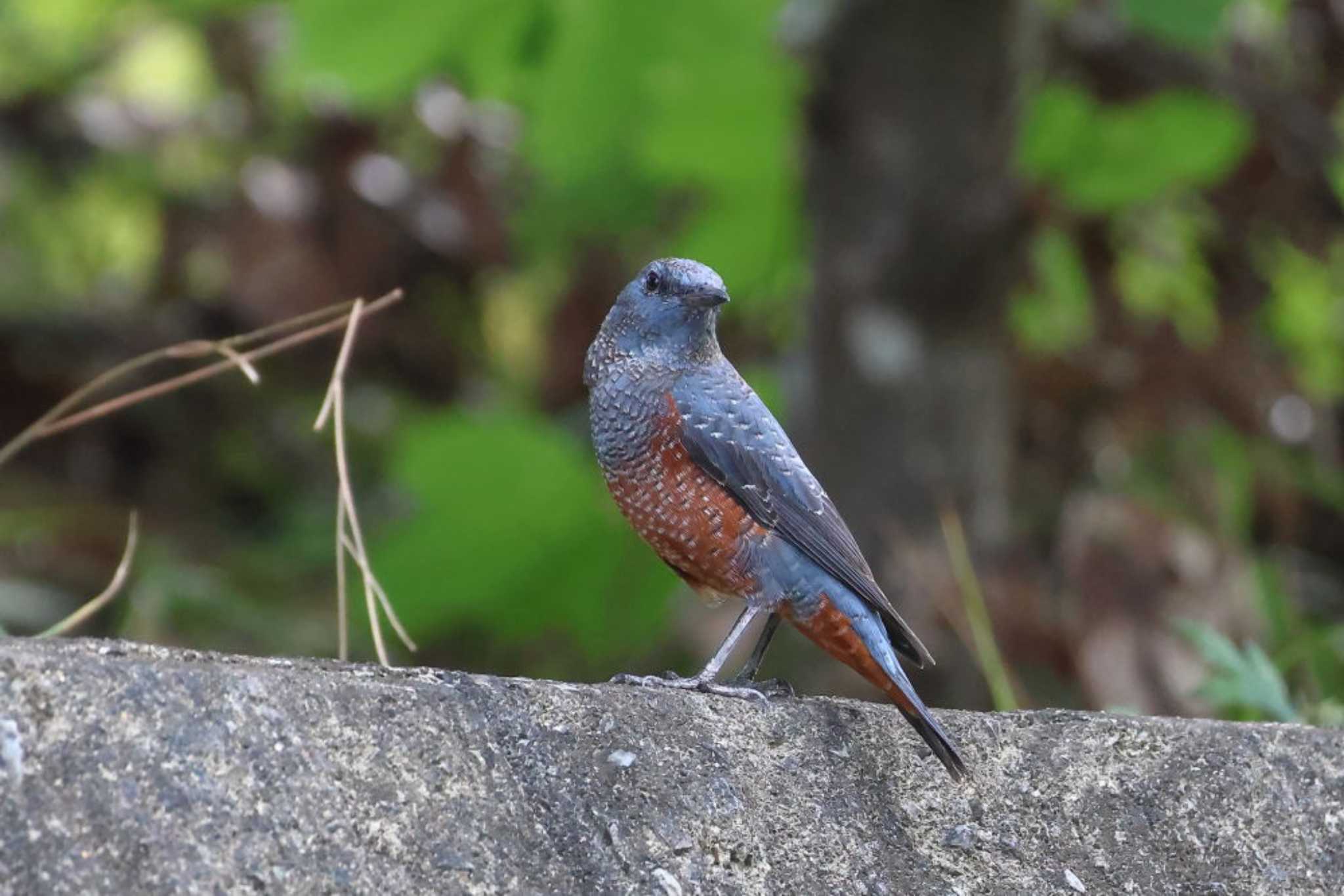 Photo of Blue Rock Thrush at 平谷川 by いわな