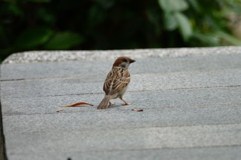 Eurasian Tree Sparrow 大湖公園(台湾) Thu, 5/18/2023