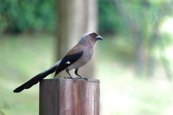 Grey Treepie 大湖公園(台湾) Thu, 5/18/2023