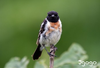 Amur Stonechat 茨戸川緑地 Mon, 8/7/2023