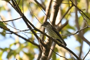 Grey-streaked Flycatcher 八丁湖 Thu, 10/12/2023