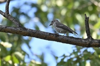 Grey-streaked Flycatcher 八丁湖 Thu, 10/12/2023