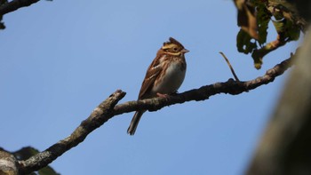 Sat, 10/14/2023 Birding report at 下田公園(青森県おいらせ町)