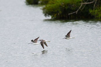 2023年9月30日(土) 渡良瀬遊水地の野鳥観察記録