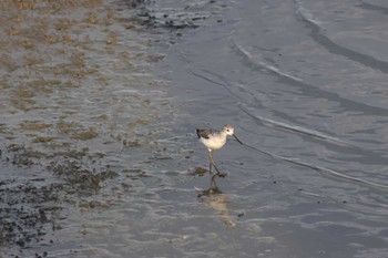 Marsh Sandpiper Isanuma Mon, 10/16/2023