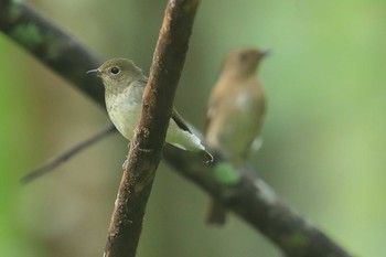 Narcissus Flycatcher Unknown Spots Sat, 9/22/2018