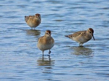 Sharp-tailed Sandpiper 佐賀県白石町の干拓地 Sun, 10/1/2023