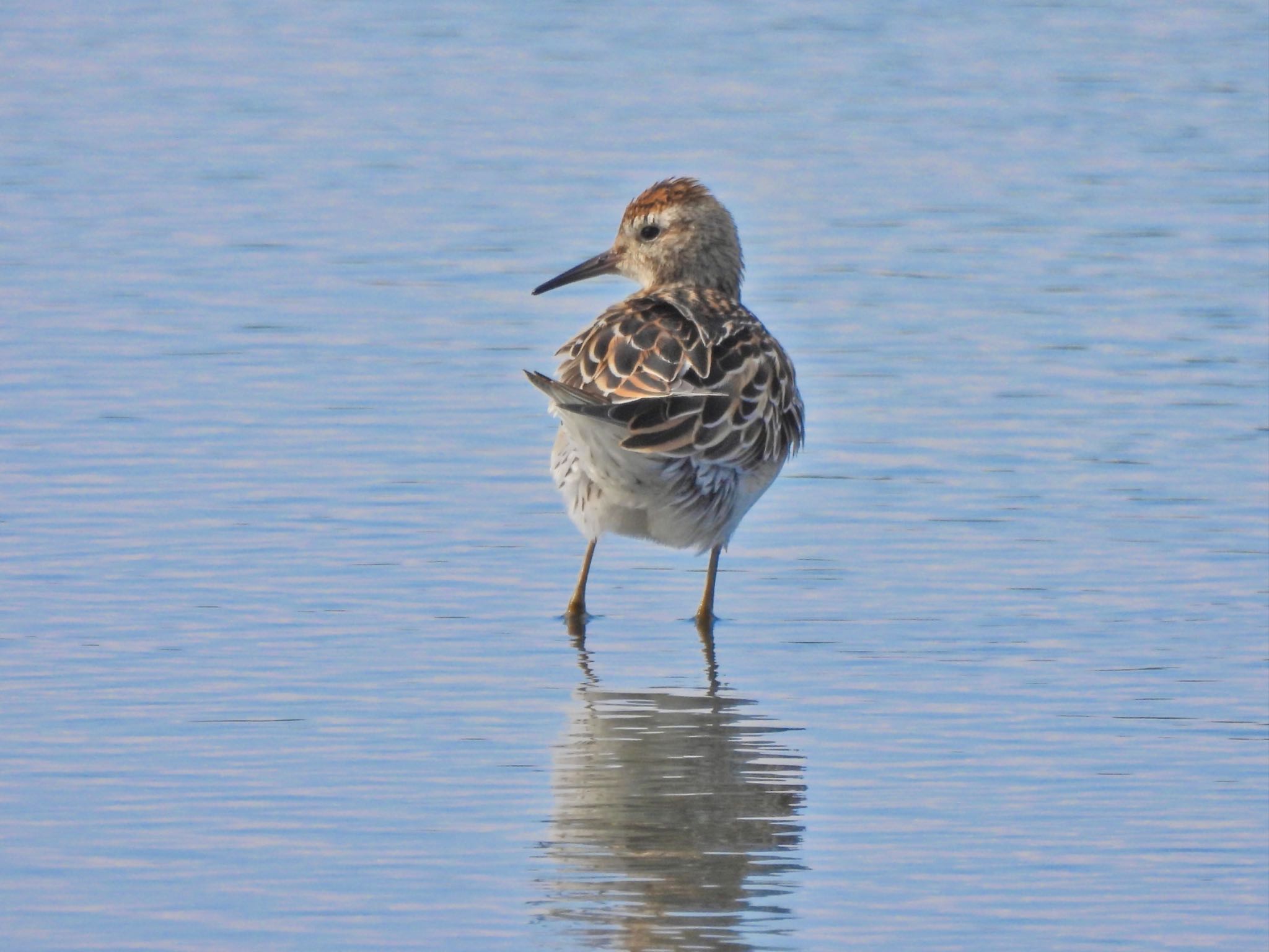 Sharp-tailed Sandpiper