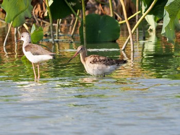 Black-tailed Godwit 佐賀県白石町の干拓地 Sun, 10/1/2023