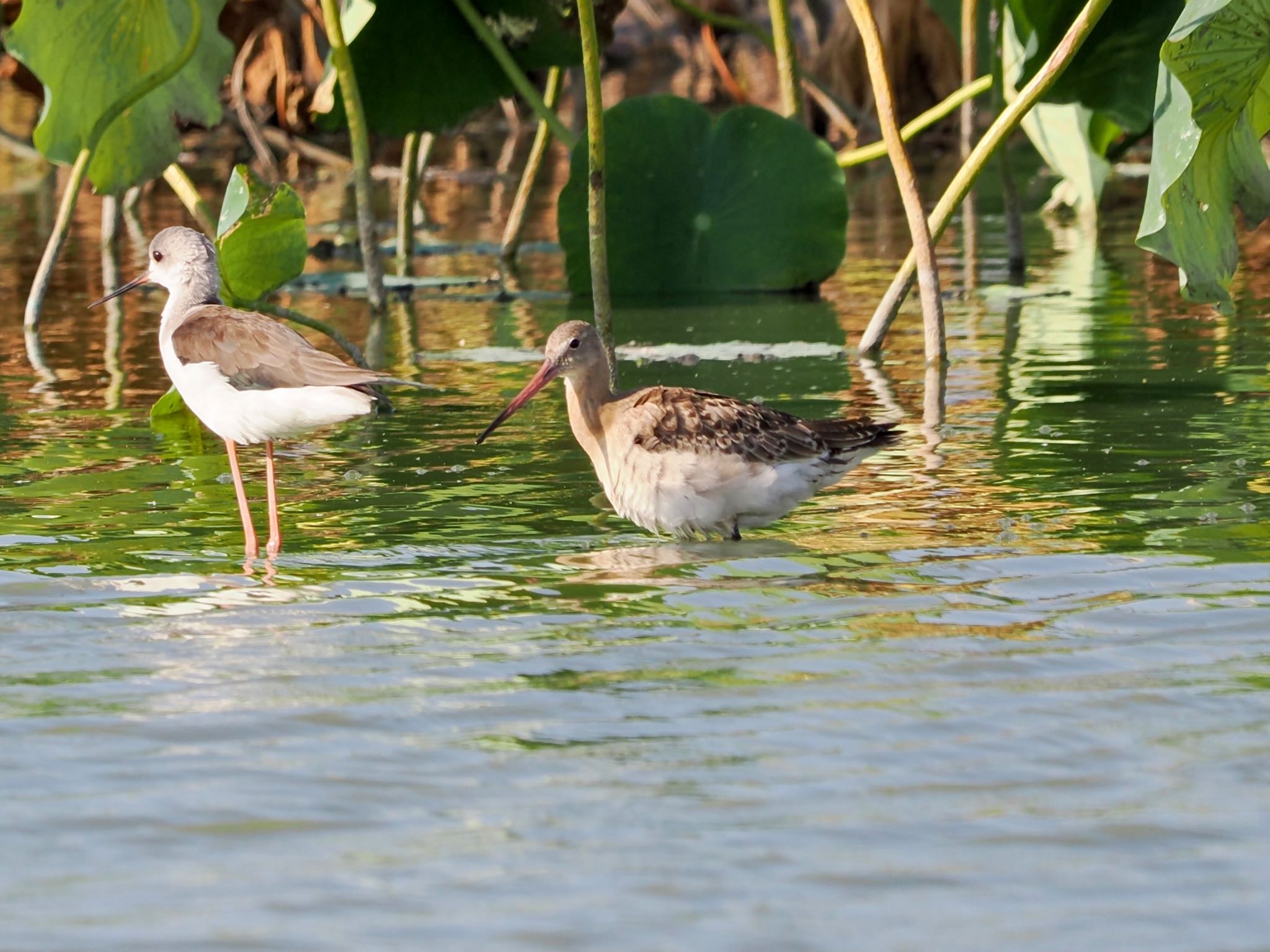 Black-tailed Godwit