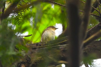 キビタキ 井頭公園 2023年10月1日(日)