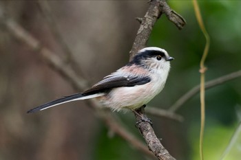 エナガ 東京港野鳥公園 2023年10月14日(土)