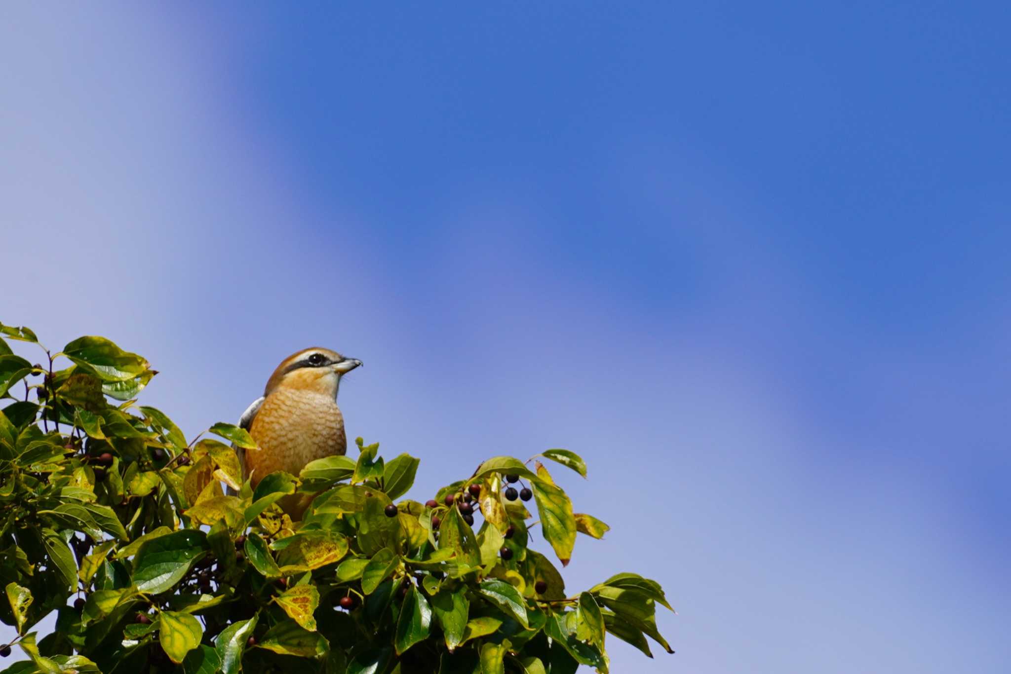 Bull-headed Shrike